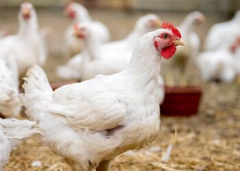 Court Jails Two Men for Stealing Chickens Worth N70,000 in Ogun