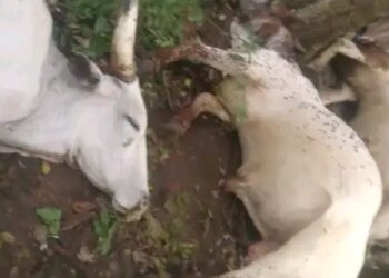 Lightning Strike Kills 32 Cows in Ogun Community