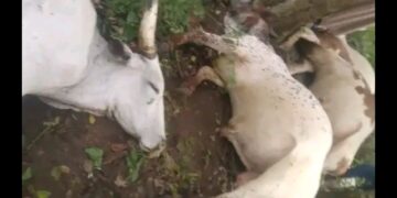 Lightning Strike Kills 32 Cows in Ogun Community