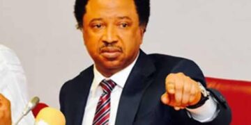“Bow Your Heads in Shame” — Shehu Sani Berates El-Rufai, Amaechi for Attacking Tinubu