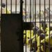 FG Releases 4,550 Inmates to Decongest Prisons