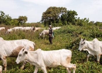 3 Years Jail, Cattle Forfeiture Await Open Grazing Offenders — Ogun Govt