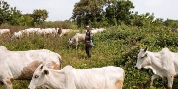 3 Years Jail, Cattle Forfeiture Await Open Grazing Offenders — Ogun Govt