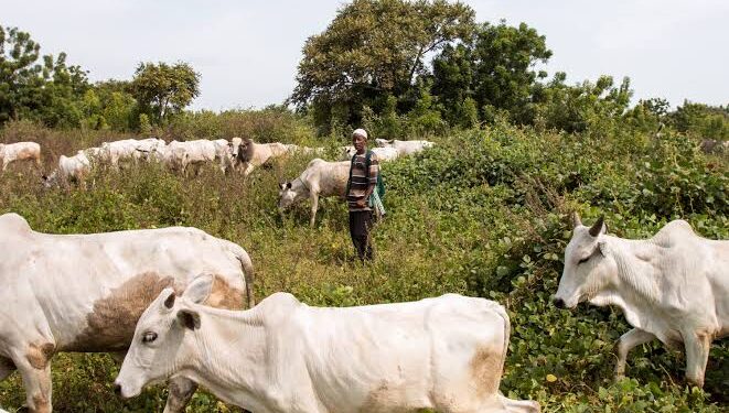 3 Years Jail, Cattle Forfeiture Await Open Grazing Offenders — Ogun Govt
