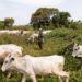 3 Years Jail, Cattle Forfeiture Await Open Grazing Offenders — Ogun Govt