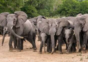 Elephant Kills Logger in Ogun as Lawmaker Calls for Preventive Measures