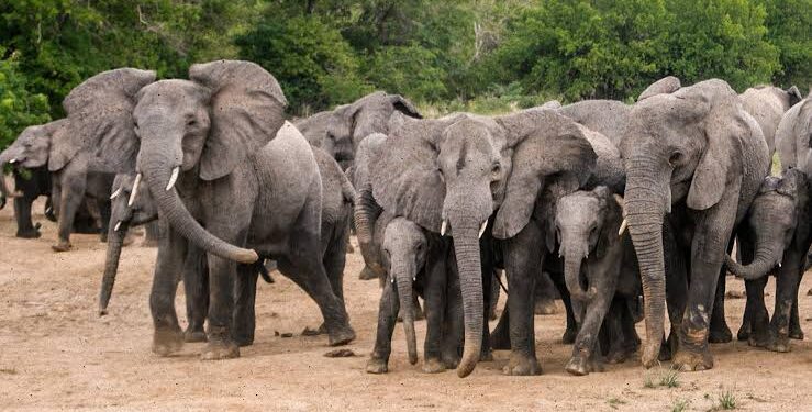 Elephant Kills Logger in Ogun as Lawmaker Calls for Preventive Measures