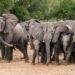 Elephant Kills Logger in Ogun as Lawmaker Calls for Preventive Measures