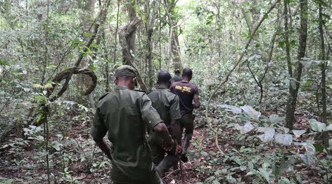 Ogun Assembly Commends Forestry Ministry, Urges Better Forest Conservation
