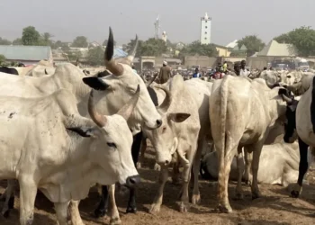 Open grazing not banned, transition to ranching still ongoing, FG clarifies