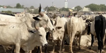 Open grazing not banned, transition to ranching still ongoing, FG clarifies