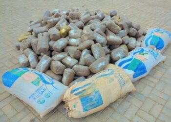 Five Bags of Cannabis Seized as Kano Police Arrest Suspected Drug Trafficker