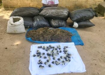 Delta Police Arrest Man with Eight Bags of Suspected Indian Hemp in Sapele