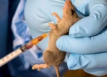 Two Dead as Lassa Fever Cases Rise in Benue