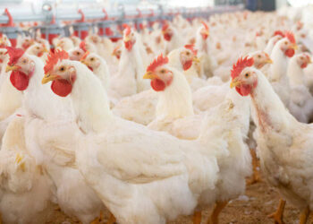 Ogun moves to cut poultry imports, adds 1.3m birds annual processing capacity