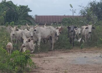 So-Safe Corps Thwarts Cattle Rustlers, Recovers Herd in Ogun 