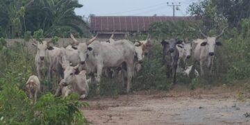 So-Safe Corps Thwarts Cattle Rustlers, Recovers Herd in Ogun