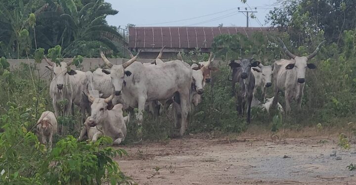 So-Safe Corps Thwarts Cattle Rustlers, Recovers Herd in Ogun