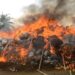 NDLEA destroys cannabis, cocaine, heroin worth N2.8bn in Edo
