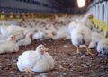 Zero Mortality as Ogun LG Adopts Battery Cage System for Poultry Farm