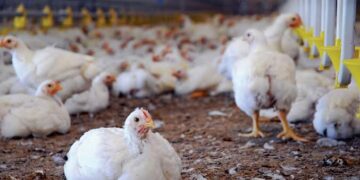 Zero Mortality as Ogun LG Adopts Battery Cage System for Poultry Farm