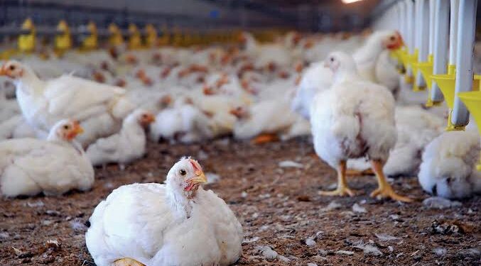 Zero Mortality as Ogun LG Adopts Battery Cage System for Poultry Farm