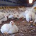 Zero Mortality as Ogun LG Adopts Battery Cage System for Poultry Farm