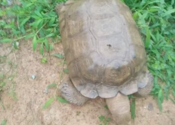 420-Year-Old Tortoise, ‘Baba’, Dies at Alaafin’s Palace in Oyo