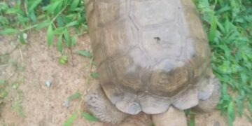 420-Year-Old Tortoise, ‘Baba’, Dies at Alaafin’s Palace in Oyo