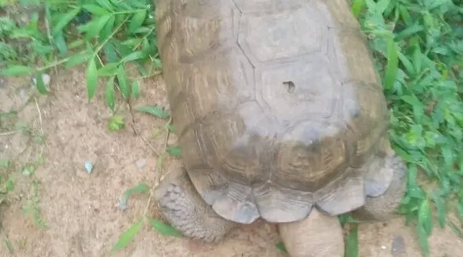 420-Year-Old Tortoise, ‘Baba’, Dies at Alaafin’s Palace in Oyo