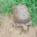 420-Year-Old Tortoise, ‘Baba’, Dies at Alaafin’s Palace in Oyo